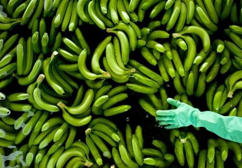 Climate Change Raises Risk of Banana Crops Disease