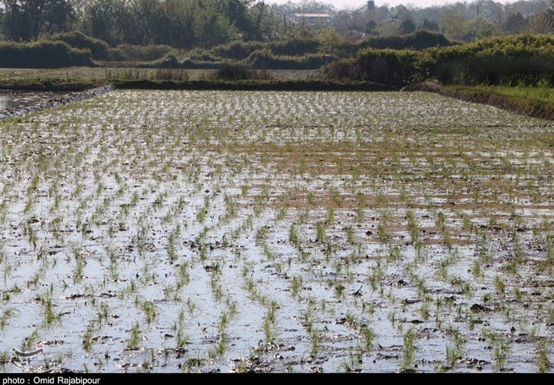 گزارش| بسیج مهندسین مازندران به کمک کشاورزان مازندرانی آمد‌ / ورود گروه‌های جهادی برای نشاکاری برنج