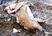 مصرف علوفه یخ‌زده عامل مرگ 160 رأس کل و میش در پارک ملی گلستان شد