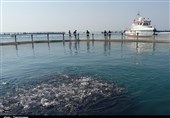 ظرفیت پرورش ماهی در قفس در آب‌های استان بوشهر به 10 هزار تن افزایش می‌یابد