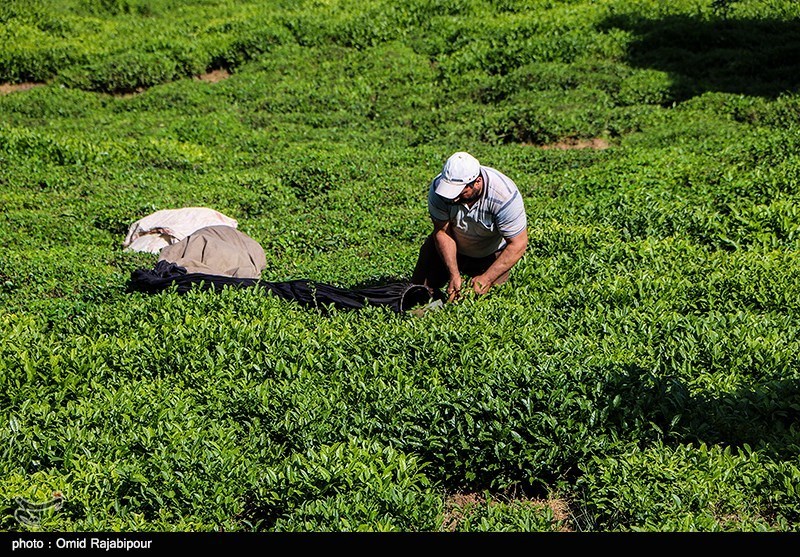 معاون وزیر صنعت در گیلان: شناسه‌دار کردن چای ایرانی در دستور کار قرار گرفت