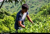 نگرانی درباره ورود چای سنواتی دیگر کشورها به ایران