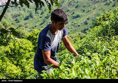  نگرانی درباره ورود چای سنواتی دیگر کشورها به ایران 
