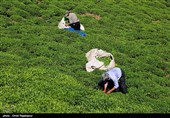 پیش بینی جهش 15 درصدی تولید چای کشور در سال 99/ چای ایرانی سمپاشی نمی شود