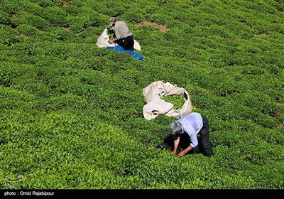  پیش بینی جهش ۱۵ درصدی تولید چای کشور در سال ۹۹/ چای ایرانی سمپاشی نمی شود 