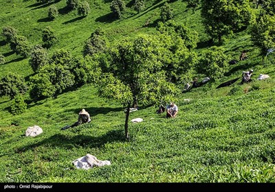 قطاف الشاي في مزارع "أملش" شمال ايران