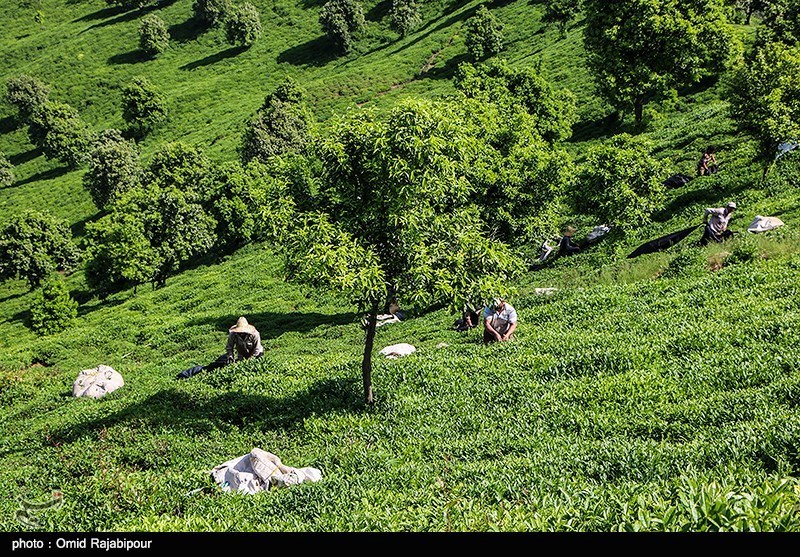 30000 تن چای خشک در 4 ماهه نخست امسال وارد کشور شد