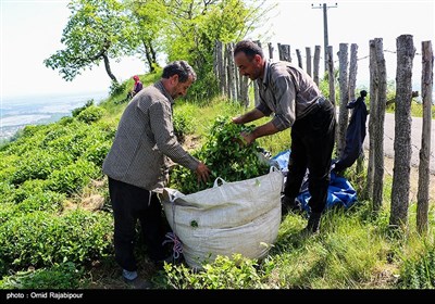 قطاف الشاي في مزارع "أملش" شمال ايران