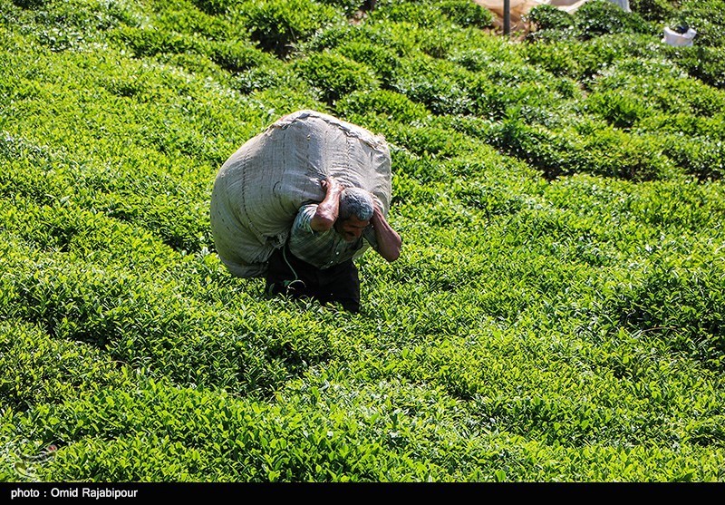 پایان فصل برداشت برگ سبز چای در سال‌جاری/ 28 هزار تن چای ایرانی تولید شد