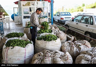 قطاف الشاي في مزارع "أملش" شمال ايران