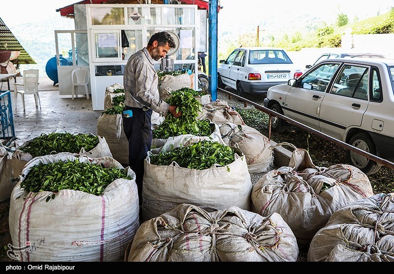 اصلاح ساختار کارخانجات چایسازی با اعطای تسهیلات؛ چای ایرانی به کشورهای اوراسیا صادر می‌شود