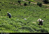 گیلان| تسهیلات ارزان‌‌قیمت به چایکاران و صاحبان کارخانجات چایسازی پرداخت می‌شود