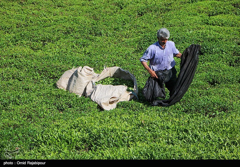 47 هزار تن برگ سبز چای از باغات گیلان و مازندران برداشت شد