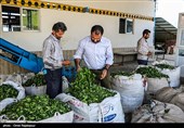 «چای لاهیجان» عاری از هرگونه آلودگی است؛ عدم استفاده از سموم کشاورزی در باغات چای گیلان و مازندران