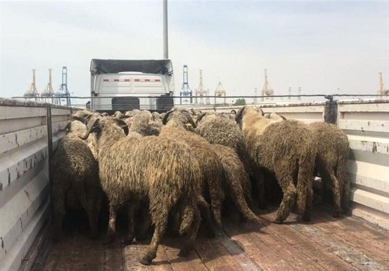 کشف 160 رأس گوسفند سرقتی در حاشیه شهر مشهد
