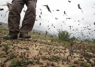 آمادگی کامل برای مبارزه با ملخ ها در هرمزگان وجود دارد