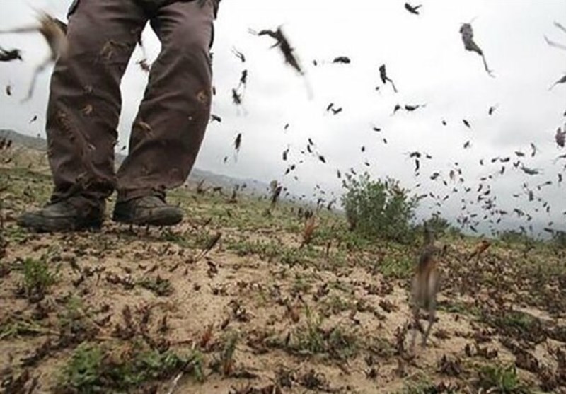مبارزه جدی با آفت ملخ در اراضی کشاورزی قزوین در حال اجراست