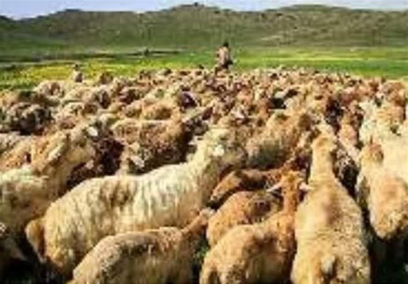 خطوط هوایی استرالیا به مقصد خاورمیانه پُر از گوشت گوسفند است