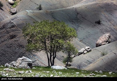 دشت گهواره در منطقه بسطام لرستان