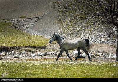 دشت گهواره در منطقه بسطام لرستان