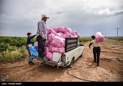 جشنواره گلابگیری - کاشان