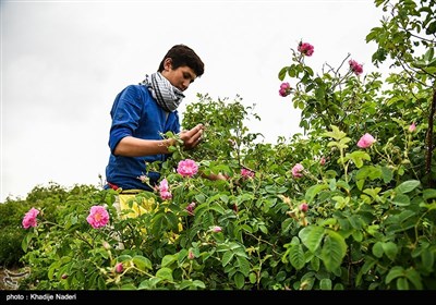 جشنواره گلابگیری - کاشان