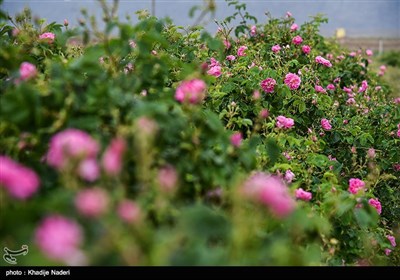 مهرجان تقطير ماء الورد في كاشان