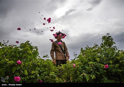 مهرجان تقطير ماء الورد في كاشان