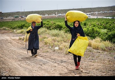 جشنواره گلابگیری - کاشان