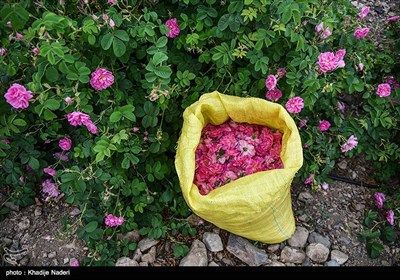 جشنواره گلابگیری - کاشان