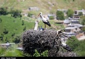 سنگ تمام ساکنین روستاهای دریاچه زریوار در میزبانی از لک لک‌های مهاجر