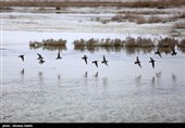 Gavkhuni Wetland: A Well-Known Wetland in Iran