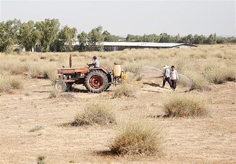 مبارزه با آفت ملخ‌ صحرایی در سطح 98 هزار هکتار اراضی استان بوشهر انجام شد