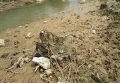 سیلاب به 400 هکتار از باغات بخش کوهنانی کوهدشت خسارت زد