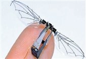 یافته‌های جدید محققان‌ از حشرات 6 پا