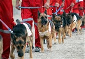 نخستین تیم سگ‌های زنده‌یاب ورامین به ‌ترکیه اعزام شد