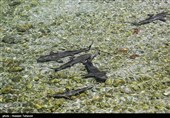 محموله باله‌های کوسه ماهیان در استان سیستان و بلوچستان کشف شد
