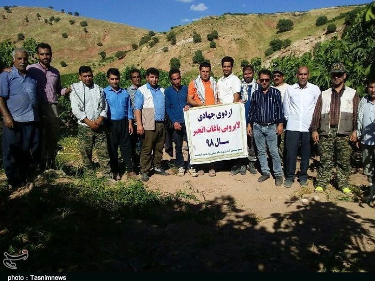 اعزام گروه‌های جهادی کوهدشت به بزرگ‌ترین انجیرستان ایران به‌روایت تصویر