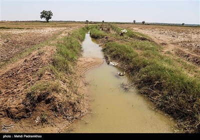 تلف شدن هزاران ماهی در مناطق سیل زده خوزستان