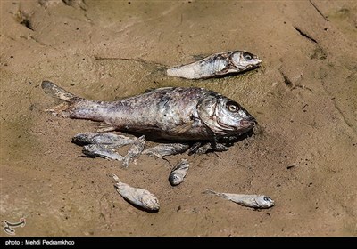 تلف شدن هزاران ماهی در مناطق سیل زده خوزستان