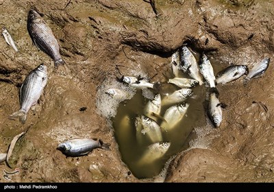 تلف شدن هزاران ماهی در مناطق سیل زده خوزستان