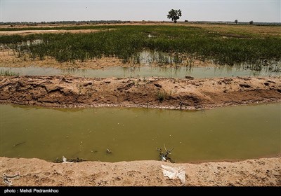 تلف شدن هزاران ماهی در مناطق سیل زده خوزستان