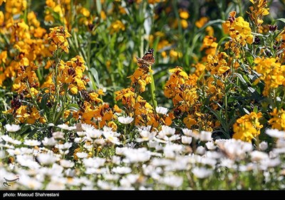 پروانه ها در تهران