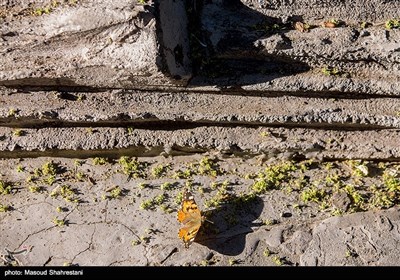 پروانه ها در تهران