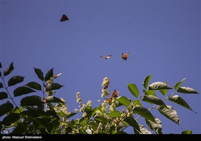 پروانه ها در تهران