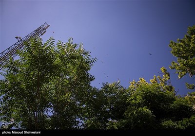 پروانه ها در تهران