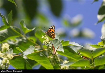 پروانه ها در تهران
