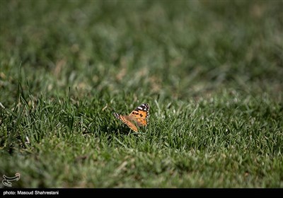پروانه ها در تهران