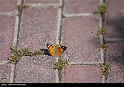 پروانه ها در تهران