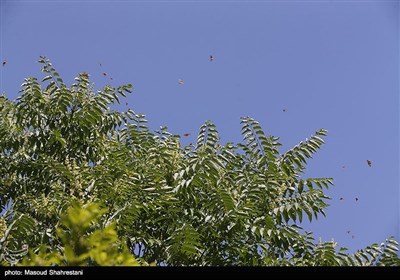 پروانه ها در تهران